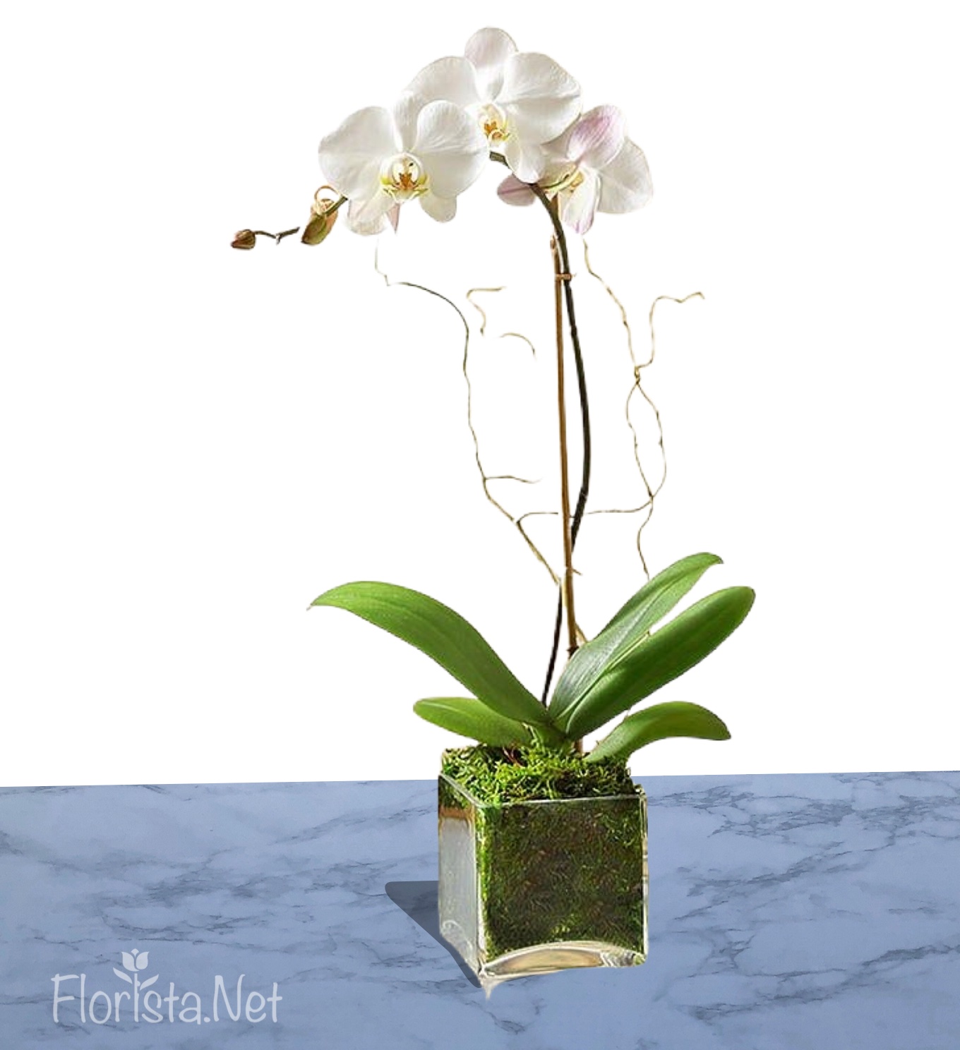 Planta-de-Orquidea-1.jpg