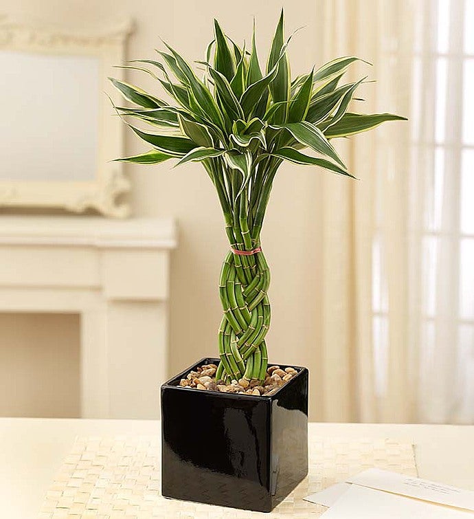 _braided_bamboo261995100000.jpg_1685204113662.jpg