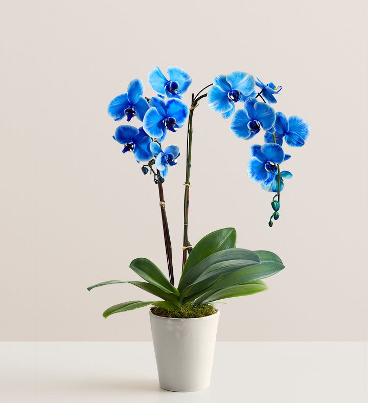 _double_blue_orchid_plant174416100000.jpg_1760452813128.jpg