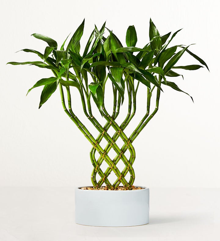 _lucky_bamboo_trellis123709100000.jpg_1785796389158.jpg