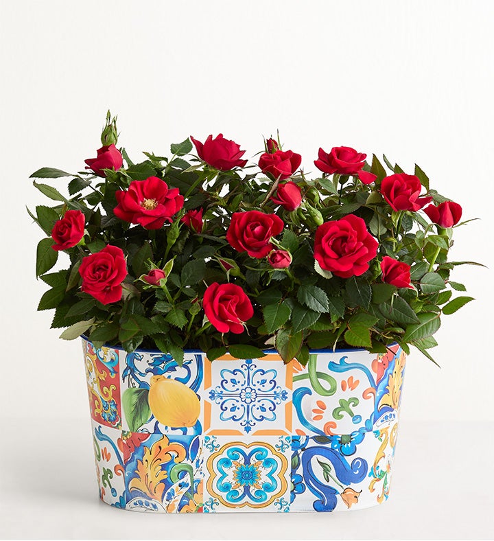 _mediterranean_citrus_rose789634100000.jpg_1785505650477.jpg
