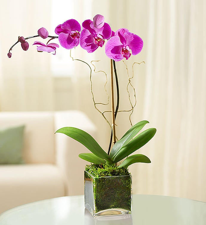 _purple_phalaenopsis_orchid347795100000.jpg_1685201124883.jpg