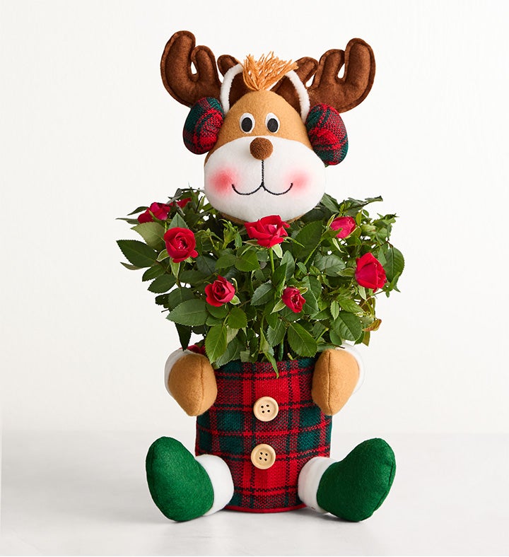 _reindeer_rose_plant245691100000.jpg_1766260765670.jpg