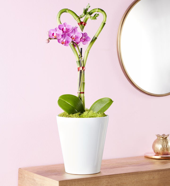 _sweetheart_bamboo_and_orchid_garden304284100000.jpg_1722030220810.jpg