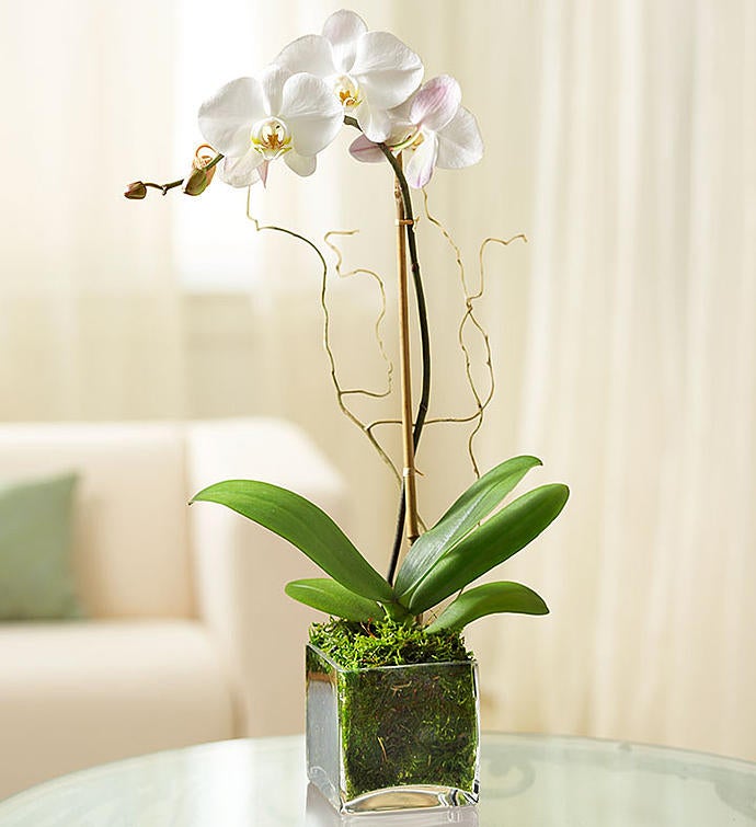 _white_phalaenopsis_orchid651452100000.jpg_1713453117881.jpg