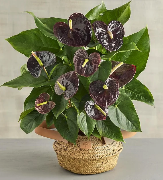 purple-anthurium_1761854051563.png