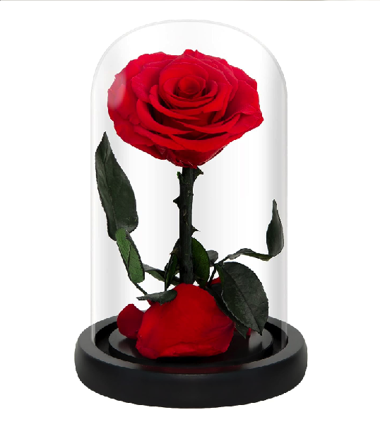 red-rose_1754085344753.jpg