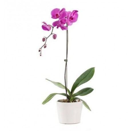 1-stem_418.jpg