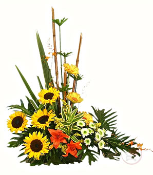 exgirasoles.jpg