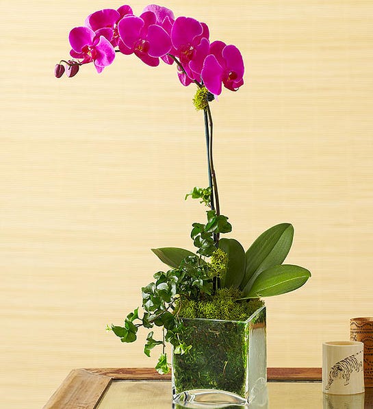 orquidea-phalaenopsis-purpura-_1000_757.jpg